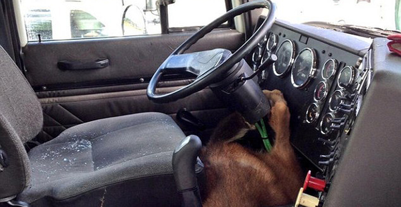 An Unsuspecting Truck Driver Had A Surprise Visitor on a Washington Highway